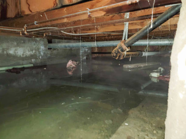 Best Flood damage cleanup  in Norristown, PA
