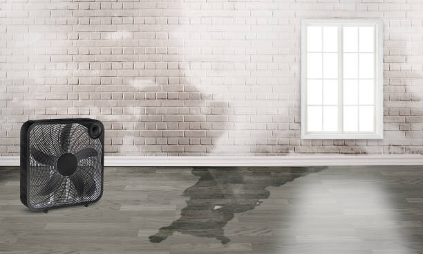 Best Local water damage restoration  in Norristown, PA